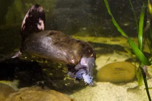 Platypus Eating TMARSHALL OCT 2011 Small