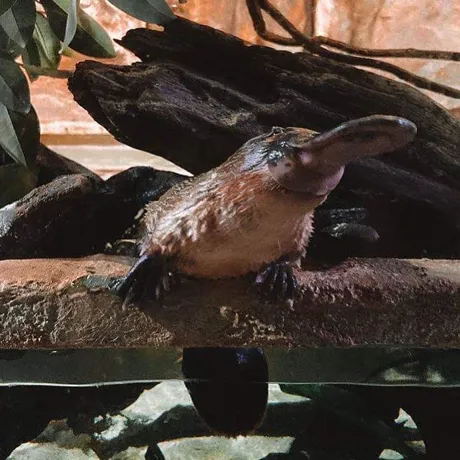 Platypus