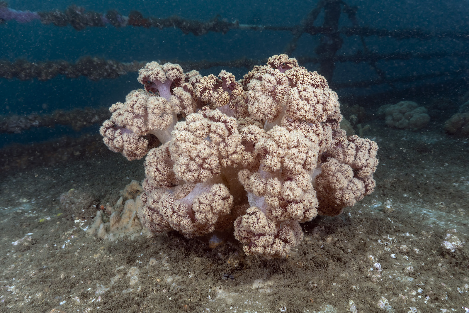 Soft Coral On Adelaide S