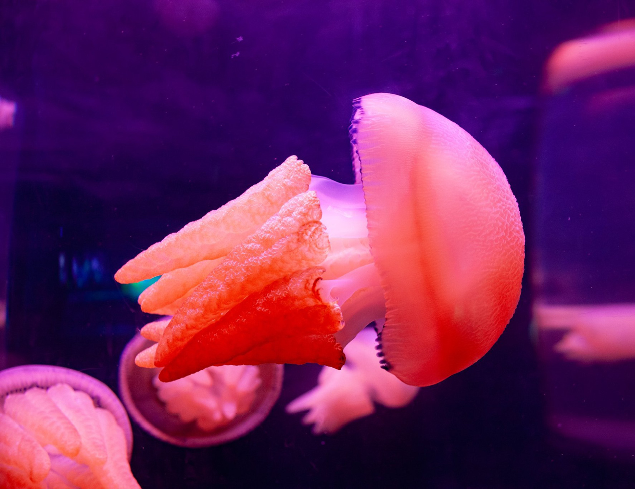 Ancient fish - jellyfish