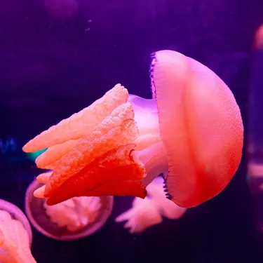 Ancient fish - jellyfish