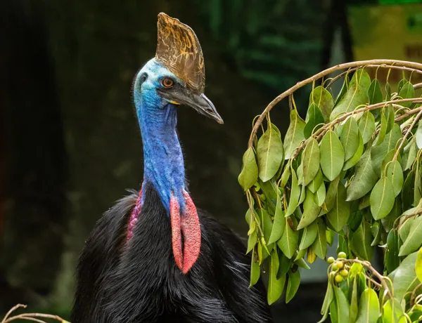 Aussie Animal Passport Animal Cassowary