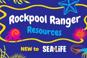 Rockpoolranger 600X338