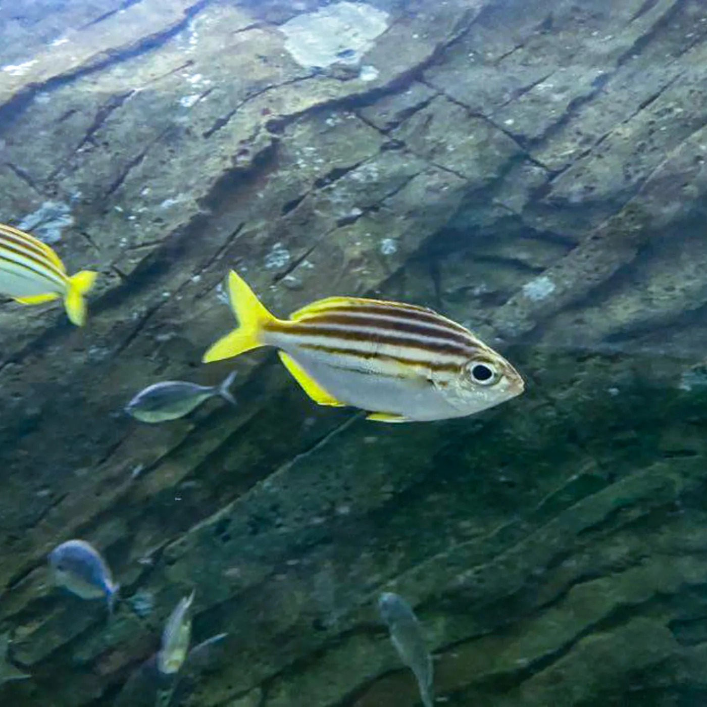 Obodo Fish Ocean Fish | SEA LIFE Sydney Aquarium