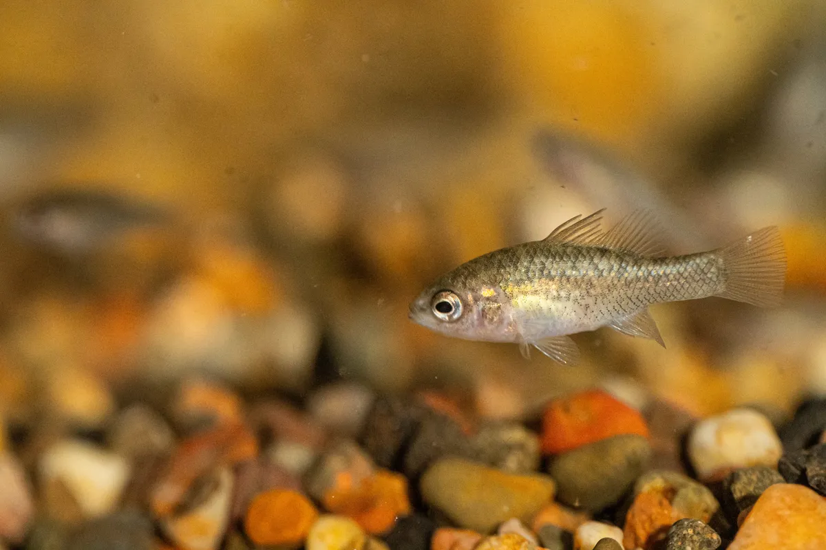 Native Micro Fish Tiny but Mighty, Endangered Native Species Making a Comeback!