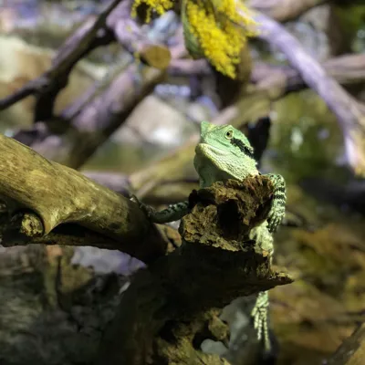 Water Dragon