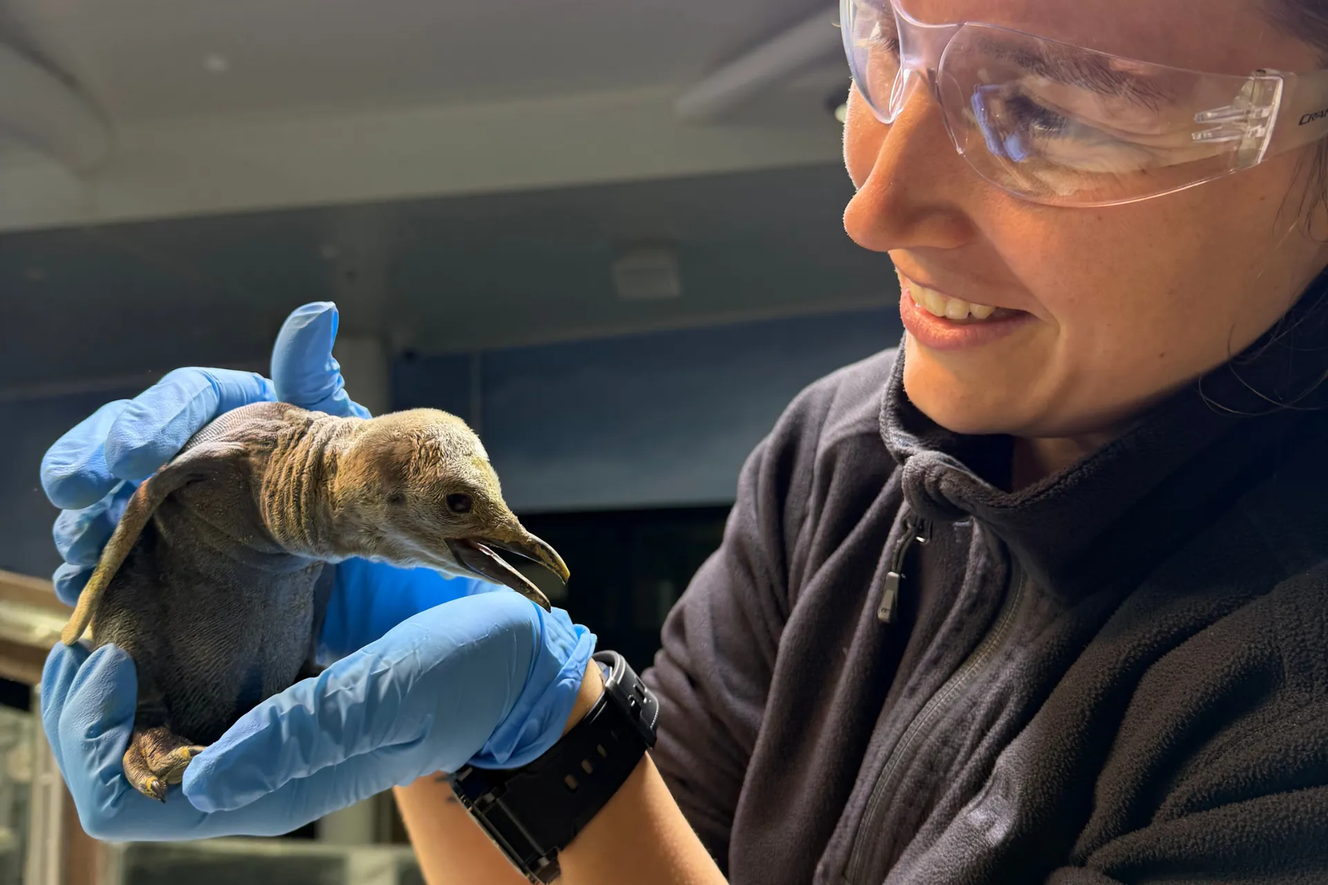SLSA Blog Images Penguin Chick Close Up Of Keeper Holding Chick And Smiling