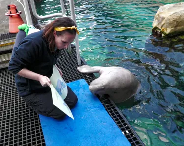 Dugong Reading