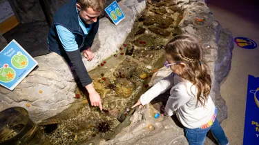 Things to do in Sydney with Kids - Rockpools - SEA LIFE Sydney