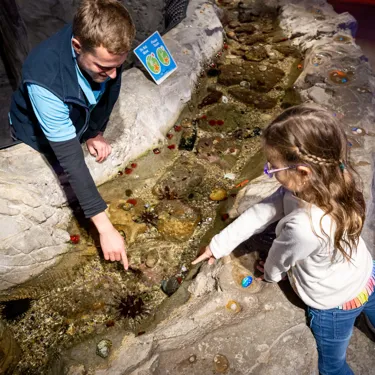 Things to do in Sydney with Kids - Rockpools - SEA LIFE Sydney