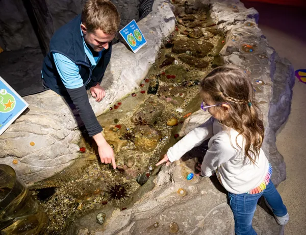 Things to do in Sydney with Kids - Rockpools - SEA LIFE Sydney