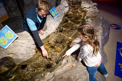  Things to do in Sydney with Kids - Rockpools - SEA LIFE Sydney 
