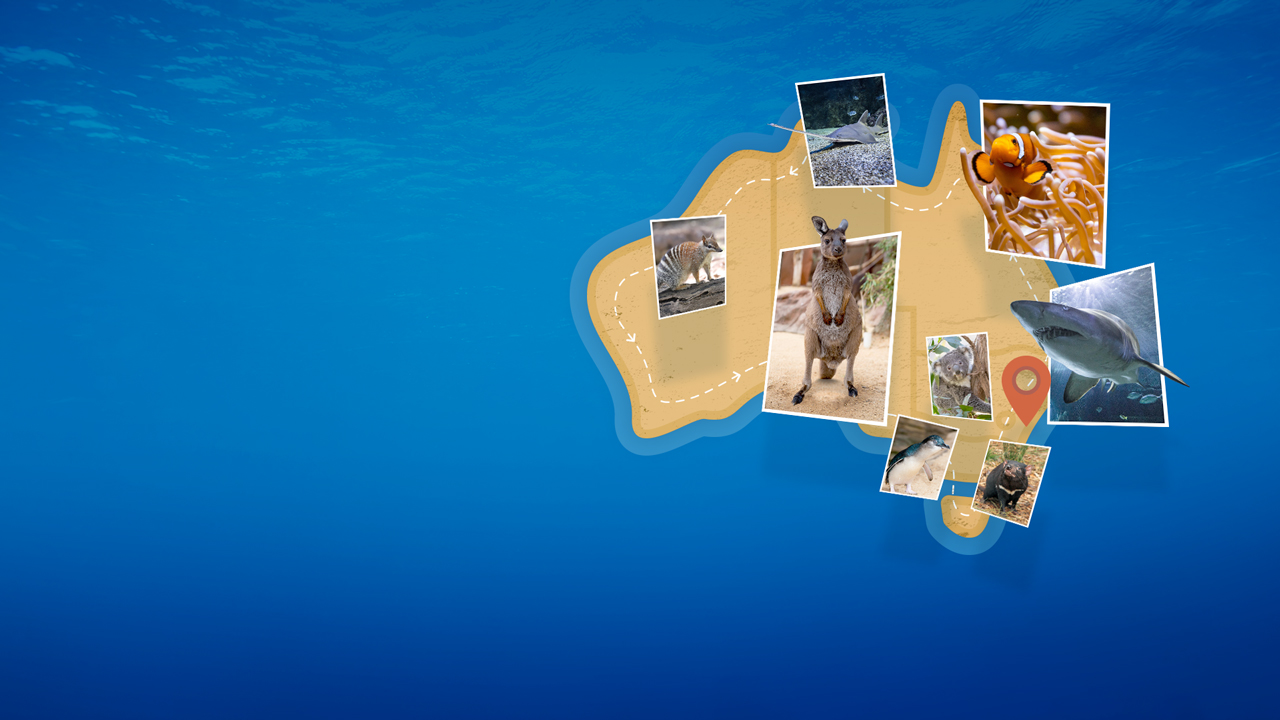 Aussie Animal Passport