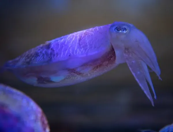 Cuttlefish 2