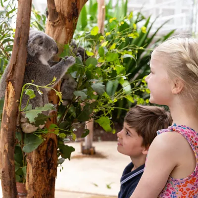 WLS Koala And Children