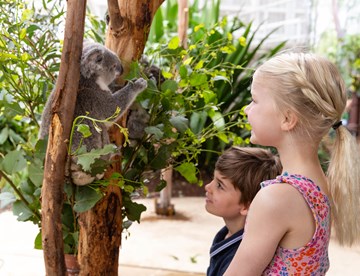 WLS Koala And Children