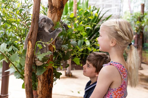 Relax in Sydney with our Cuddly Koalas