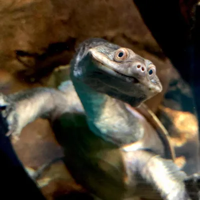 Ernie Broad Shelled River Turtle