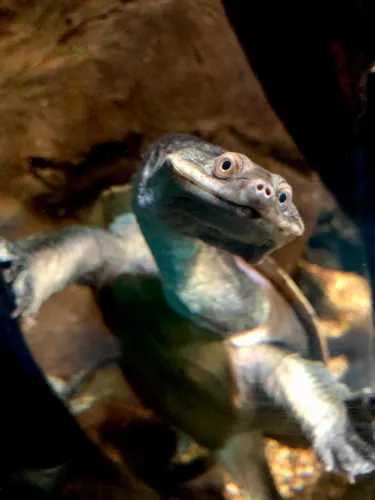 Ernie Broad Shelled River Turtle