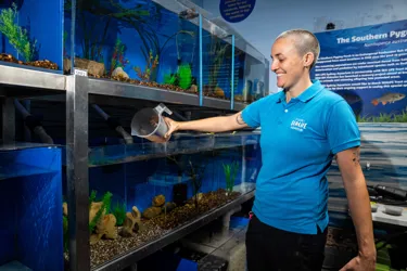 Aquaristnicolahendersoninsouthernpygmyperchbreedingfacility SEA LIFE Sydney Aquarium (1)
