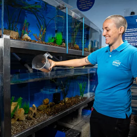 Aquaristnicolahendersoninsouthernpygmyperchbreedingfacility SEA LIFE Sydney Aquarium (1)