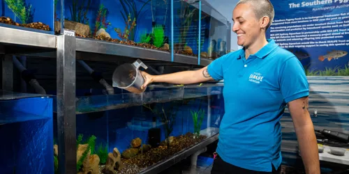 Aquaristnicolahendersoninsouthernpygmyperchbreedingfacility SEA LIFE Sydney Aquarium (1)