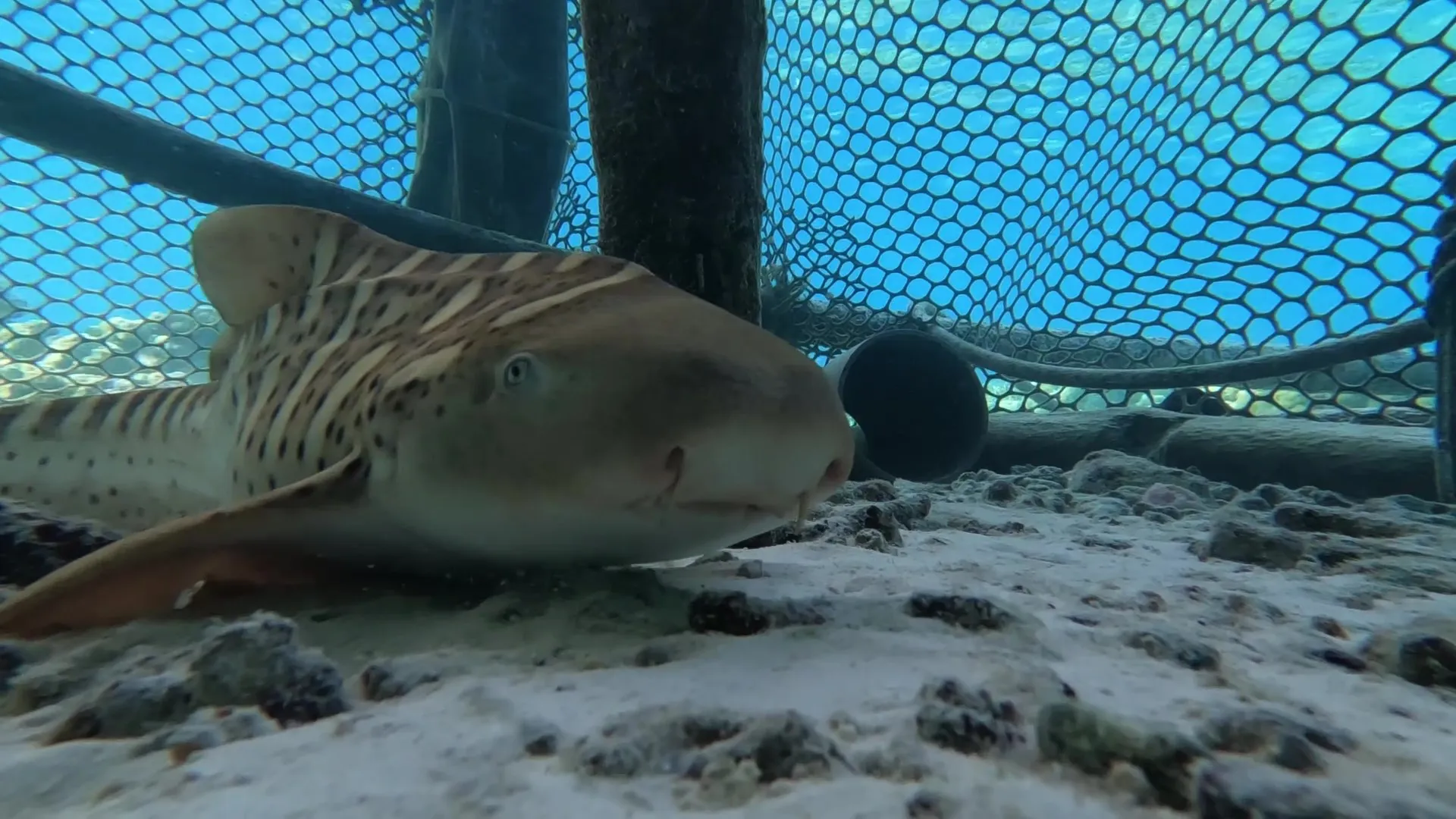 Conservation At SEA LIFE Frame At 3M22s