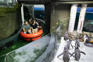 Guests on the Penguin expedition passing a group of penguins on the ice