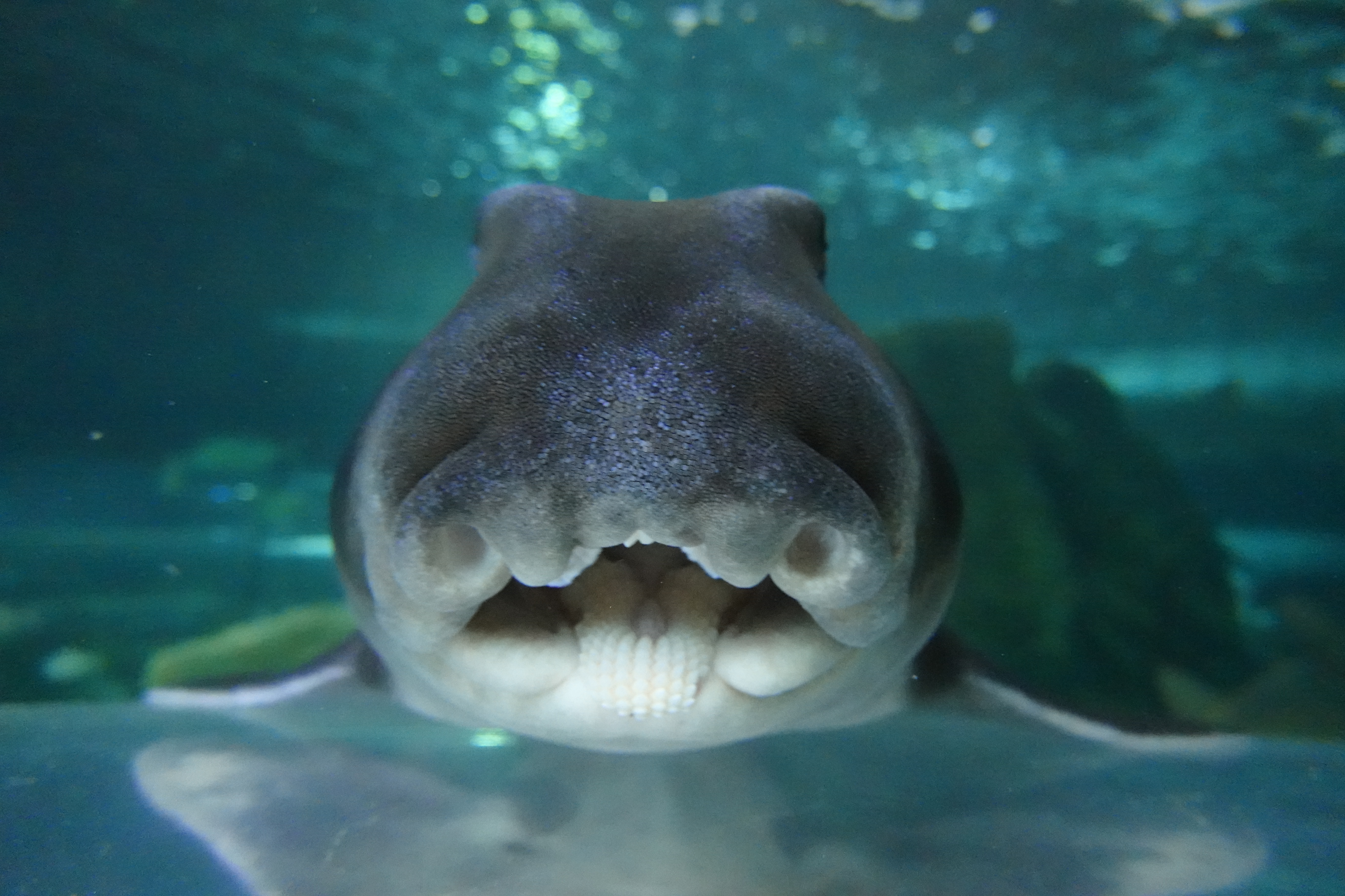  PJ Shark Face at Sea Life Sydney Aquarium