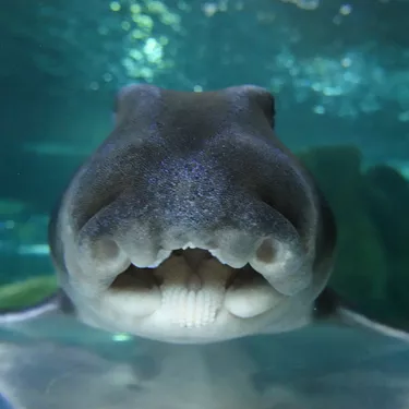  PJ Shark Face at Sea Life Sydney Aquarium