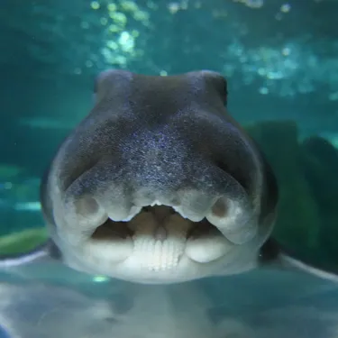 PJ Shark Face at Sea Life Sydney Aquarium