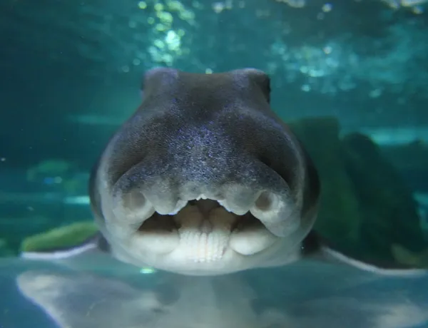 PJ Shark Face at Sea Life Sydney Aquarium