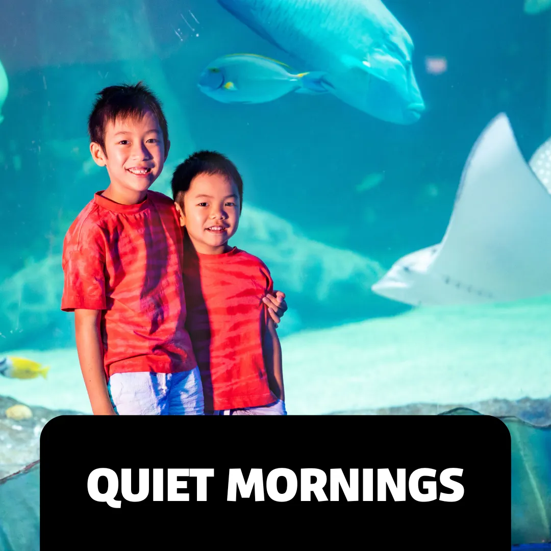 Accessibility Webpage Images Quiet Mornings