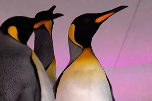 Penguins Pruple