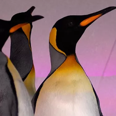 Penguins Pruple