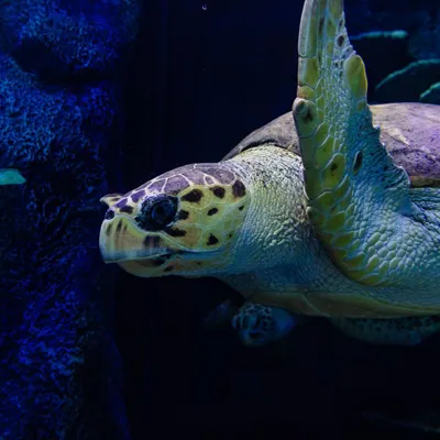 Sea Turtle Dave and Chong at SEA LIFE Sydney Aquarium
