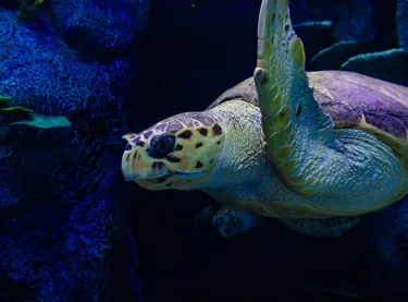 Sea Turtle Dave and Chong at SEA LIFE Sydney Aquarium