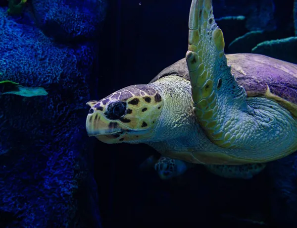 Sea Turtle Dave and Chong at SEA LIFE Sydney Aquarium