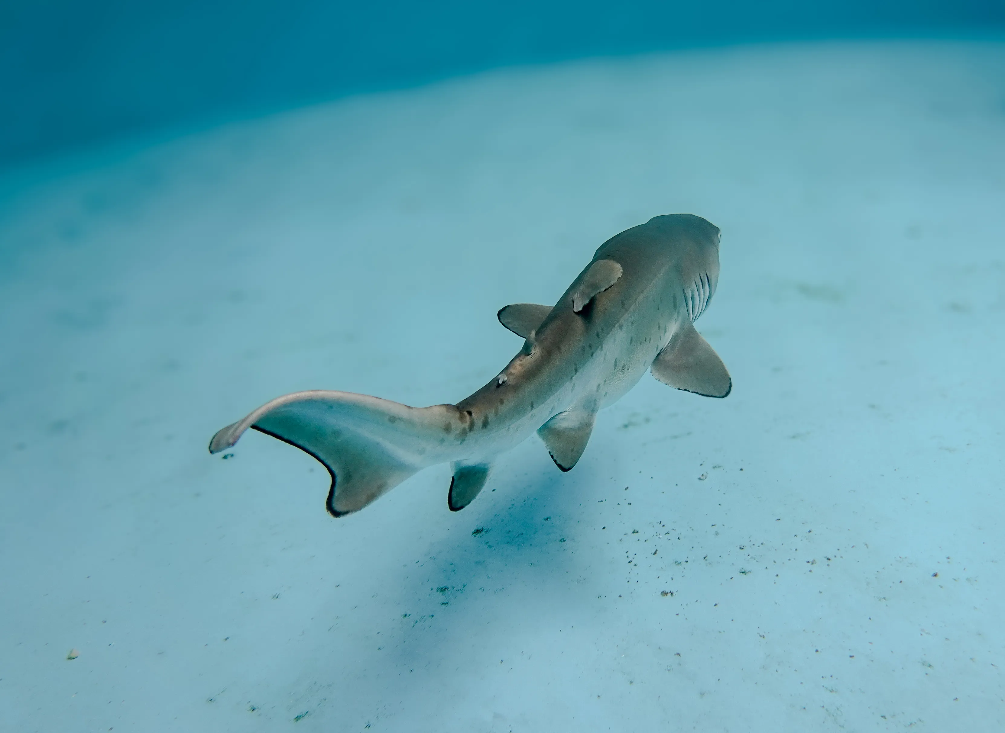 Grey Nurse Shark Pup Archie At SEA LIFE Sydney Aquarium4