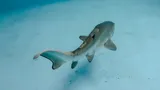 Grey Nurse Shark Pup Archie At SEA LIFE Sydney Aquarium4