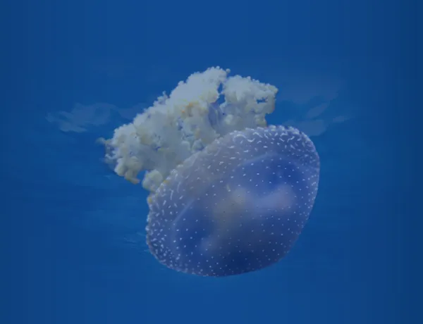 Jellyfish Header