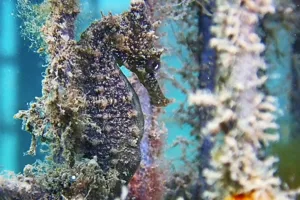 SEAHORSE (1)