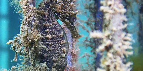 SEAHORSE (1)
