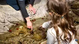  Fun Things to do With Kids at the hands-on Discovery Rockpool