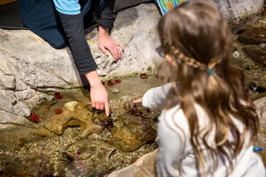  Fun Things to do With Kids at the hands-on Discovery Rockpool