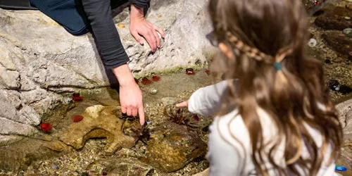 Fun Things to do With Kids at the hands-on Discovery Rockpool