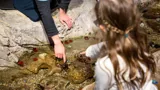 Fun Things to do With Kids at the hands-on Discovery Rockpool