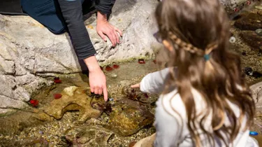 Fun Things to do With Kids at the hands-on Discovery Rockpool