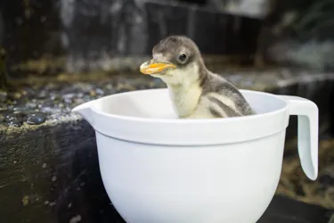 CUTE Charlie Gentoochicksealifesydneyaquarium2021