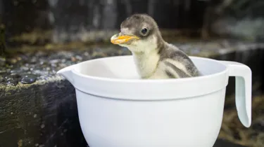 CUTE Charlie Gentoochicksealifesydneyaquarium2021